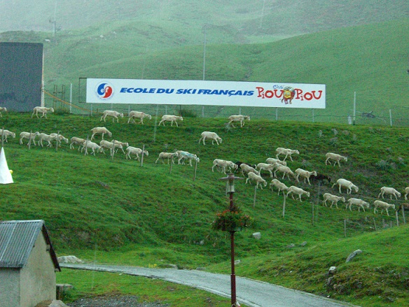 http://www.ctscomputing.com/sites/ctscomputing.com/files/sheep%20ski%20school.jpg